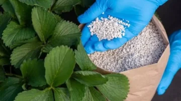 أسعار الأسمدة اليوم ترتفع إلى 1234 جنيهاً مع زيادة ملحوظة في قيمة اليوريا المخصوص